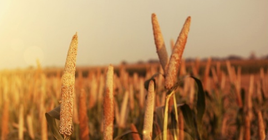 Harvesting Solutions: How Food Systems Can Unlock Progress on Climate and Biodiversity